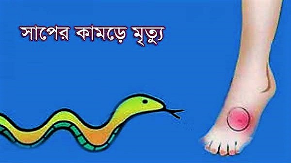টাঙ্গাইলে সাপের কামড়ে যুবকের মৃত্যু - Ekotar Kantho